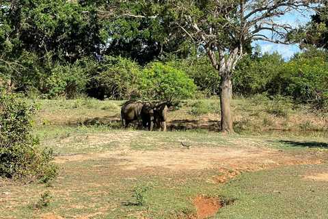 Yala: Expert Naturalist Safari, All-Inclusive & Dining Colombo, Katunayake, Negambo Area