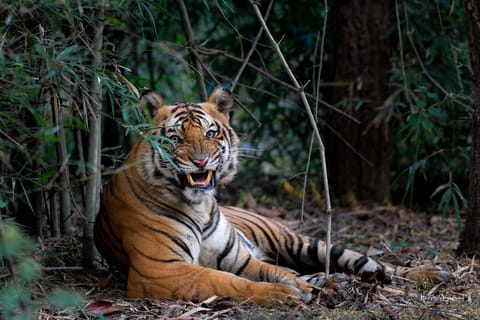 Delhi: 6-Day Private Golden Triangle Tour with Tiger Safari