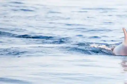 DELFINSKÅDNING - BÅTTUR