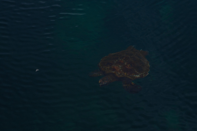 Explore the Cabo Rosa Tunnels on Isabela: snorkeling, wildlife and scenery