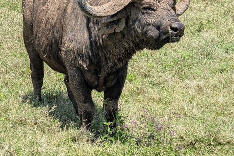 Nairobi: Lake Nakuru National Park Day Trip with Game Drive