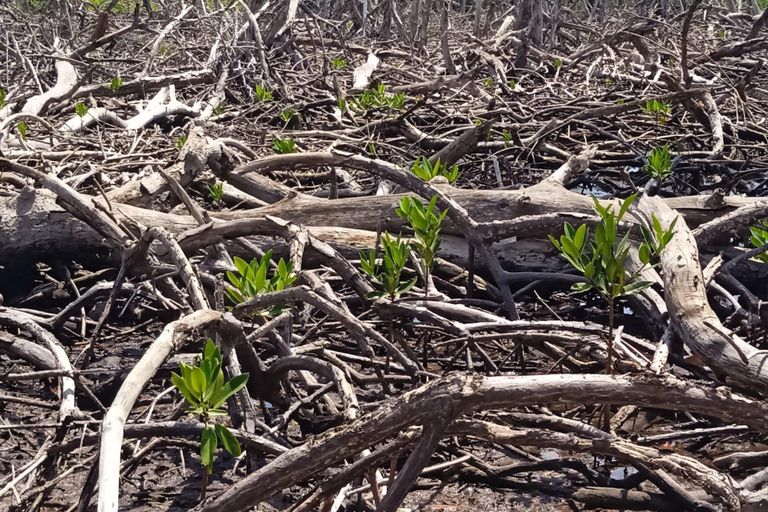 Cartagena: Natur- und Ökosystemwiederherstellung auf den Rosario-Inseln...