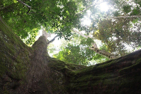 Sierra Leone: Küste und Land Tour