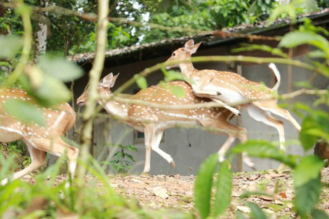 Colombo: Spotted Deer Tour with Meal and Hotel Transfer