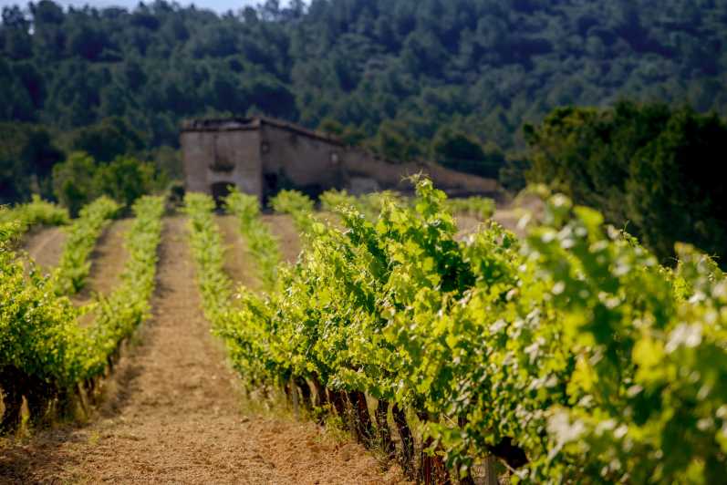 Exclusive Penedes wine tour & brunch in the vineyard