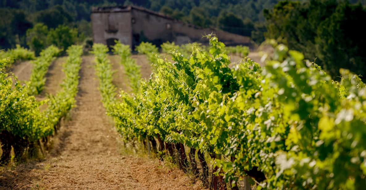 Penedes wine outlet