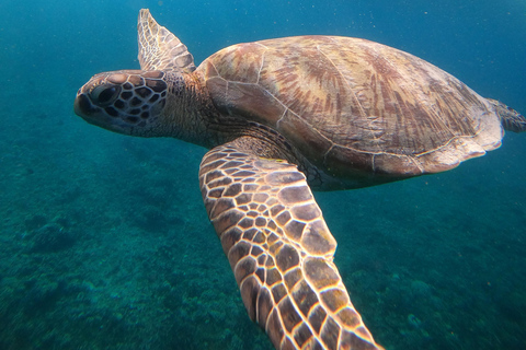 Lombok: Private Early Morning Gili Snorkeling Tour Departure from Gili Islands
