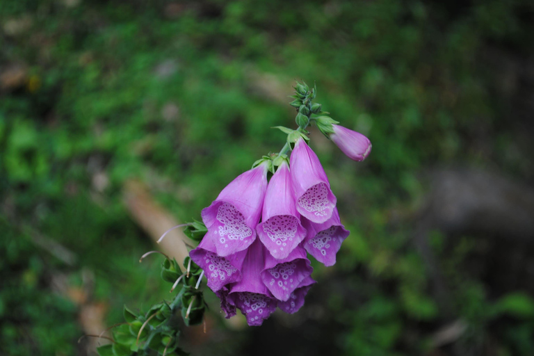 Bogotá: Private Tour to La Chorrera, Colombia’s Highest Fall La Chorrera Private Tour with Tickets, Guide and Transport.