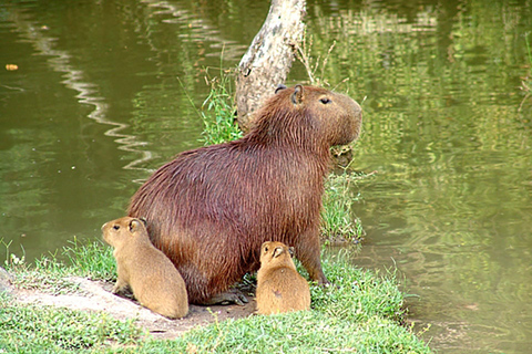 Rio de Janeiro: Ilha da Gigóia Canals and Wildlife Tour