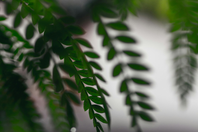 Kathmandu: Monsoon Magic! Eat, Explore, Capture the Rain