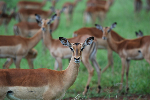 Chobe: Safari Game Drive