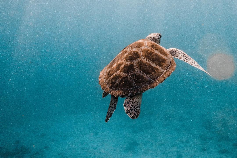 Phuket : Excursion d&#039;une journée en catamaran dans les îles Similan avec photographe