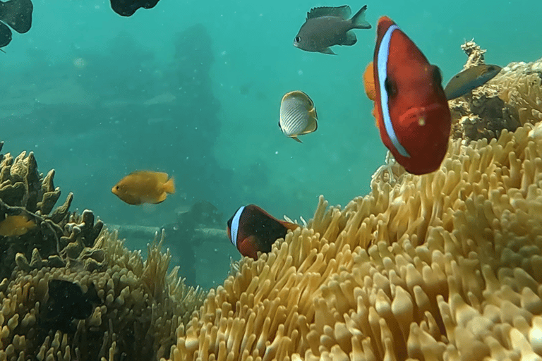 Sanur : Snorkelen bij de kust van SanurSanur : Snorkelen