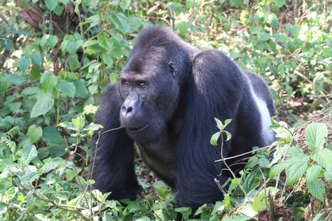 Desde Kigali: Safari de 4 días de senderismo con gorilas y chimpancés