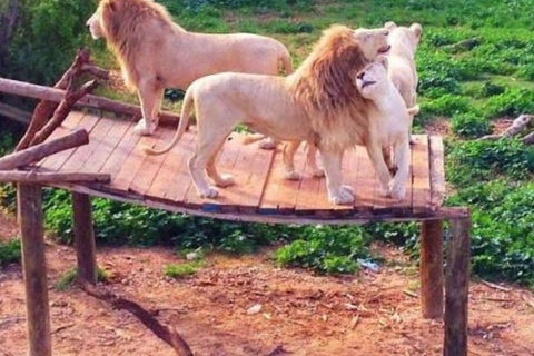 From Monastir & More: Friguia Wildlife Park with Entry From Sousse : Friguia Wildlife Park