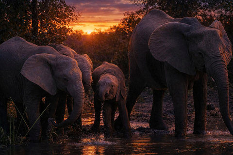 Johannesburg and Pretoria half day big 5 safari tour