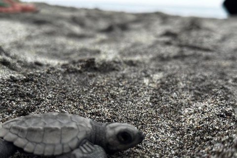 Puerto Escondido: Unforgettable Turtle Release Experience
