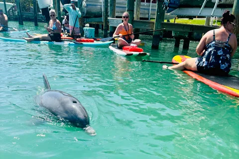 Bonita Springs Dolphin, Manatee & Sea Turtle Adventure Tour!