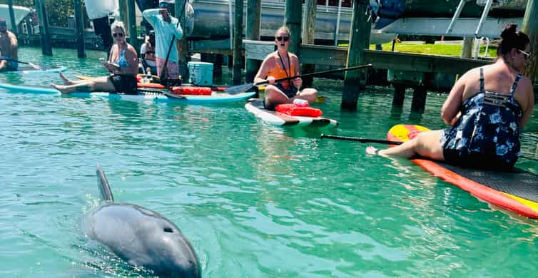 Bonita Springs Dolphin, Manatee & Sea Turtle Adventure Tour!