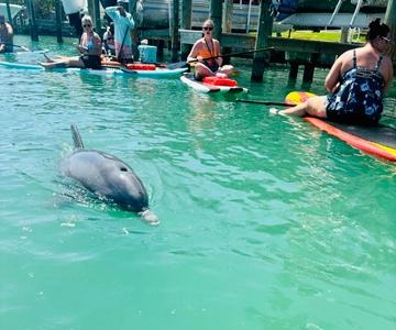 Bonita Springs Dolphin, Manatee & Sea Turtle Adventure Tour!