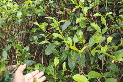 Rathnapura Gem Tour and Ella Drop: From Colombo/Negombo