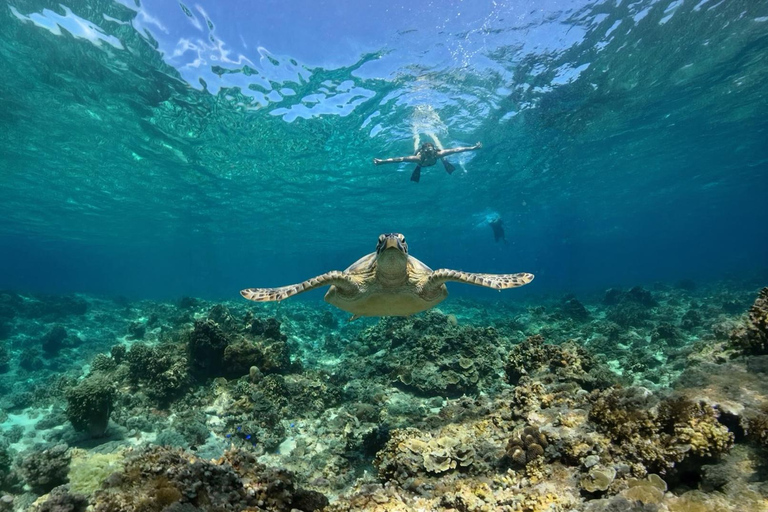 Mirissa VIP Turtles Snorkeling: Pool Training & Free GoPro