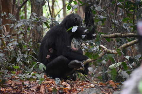 Uganda: 3-dagars schimpanssafari i Kibale nationalpark