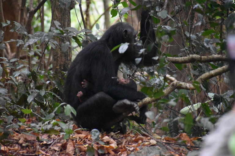 Uganda: 3-tägige Schimpansen-Safari im Kibale-Nationalpark