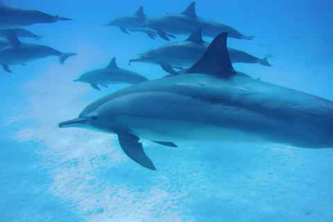 Marsa Alam: Sataya Reef Dolphin House Passeio de barco com snorkeling