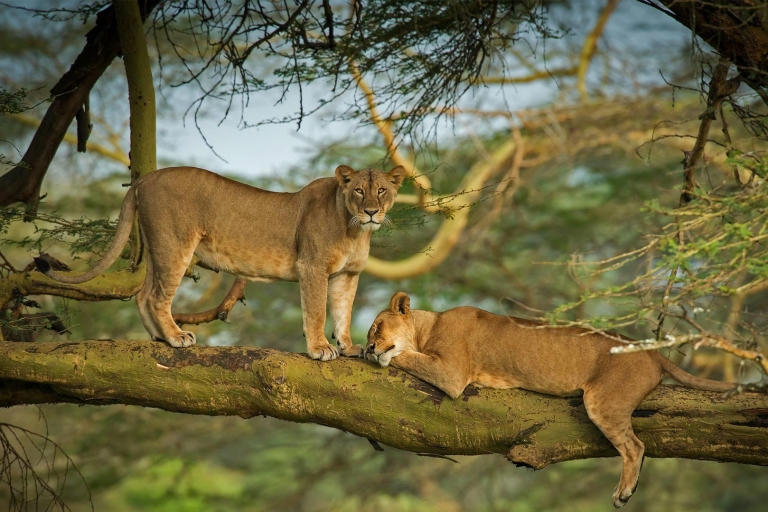 Safari guiado de un día por el Parque Nacional del Lago Nakuru