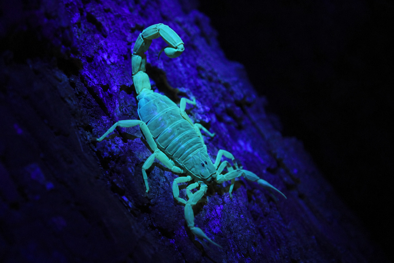 Night Walk La Fortuna: Private Rainforest Guided Wildlife