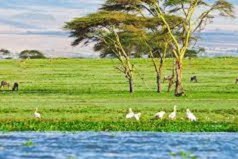 Lake Naivasha Day trip from Nairobi Free Airport pick up or drop off