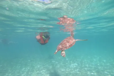 Akumal: Snorkelen met zeeschildpadden in privésfeer