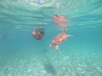 Akumal: Snorkeling with sea turtles and corals