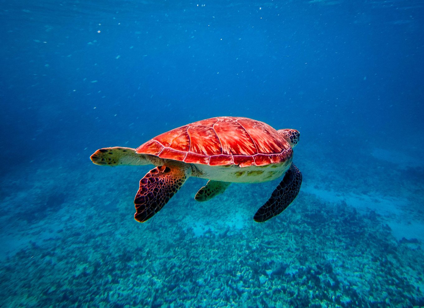 Tulum: Snorkling med skildpadder, koralrev og mayaruiner