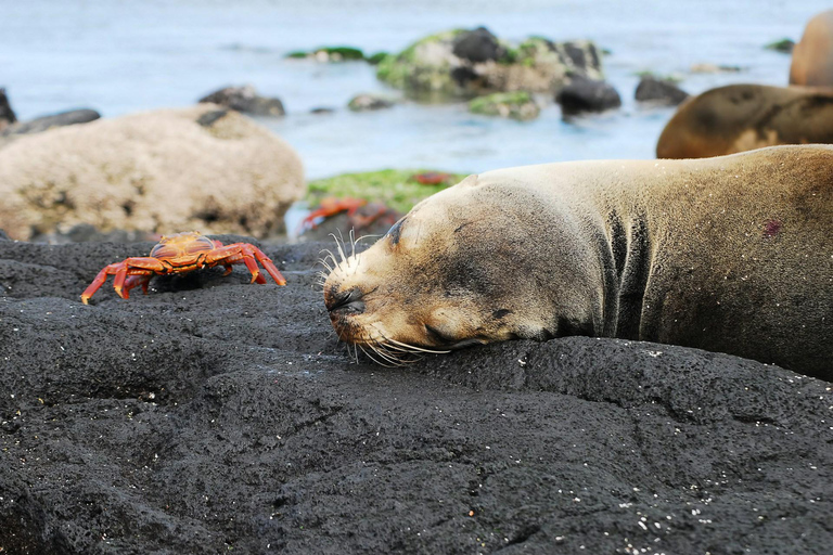Santa Cruz : visite d&#039;une demi-journée de la baie avec plongée avec tuba et Grietas