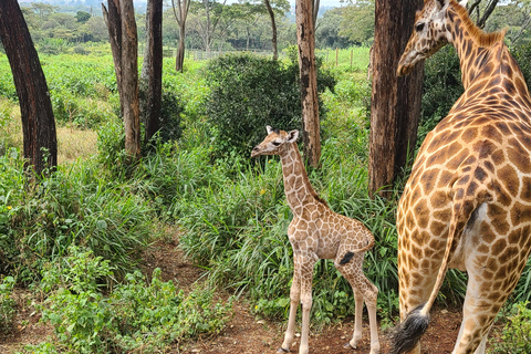 Giraffe Center, Blixen Museum, & Traditional Dance Show Tour