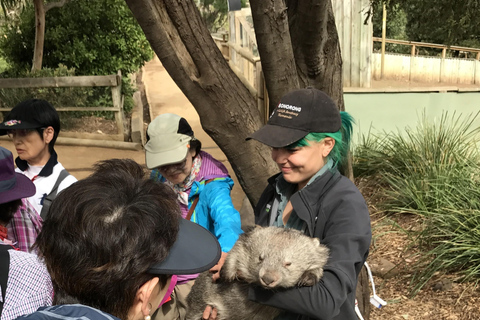 Bonorong Wildlife Sanctuary Lanzadera: Hobart Excursión costera