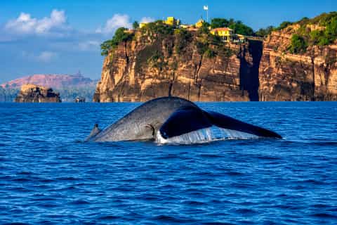 Whale Casino im Vergleich verschiedener Online Casinos für Slots – Ein Review für deutsche Spieler