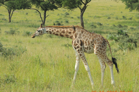 6 Days Uganda Primate & Big Game Safari Experience