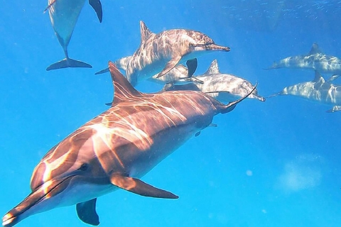 Marsa Alam: Sataya Reefs Dolphin, Snorkeling and Lunch Marsa Alam: Sataya Reefs Dolphin, Diving and Lunch