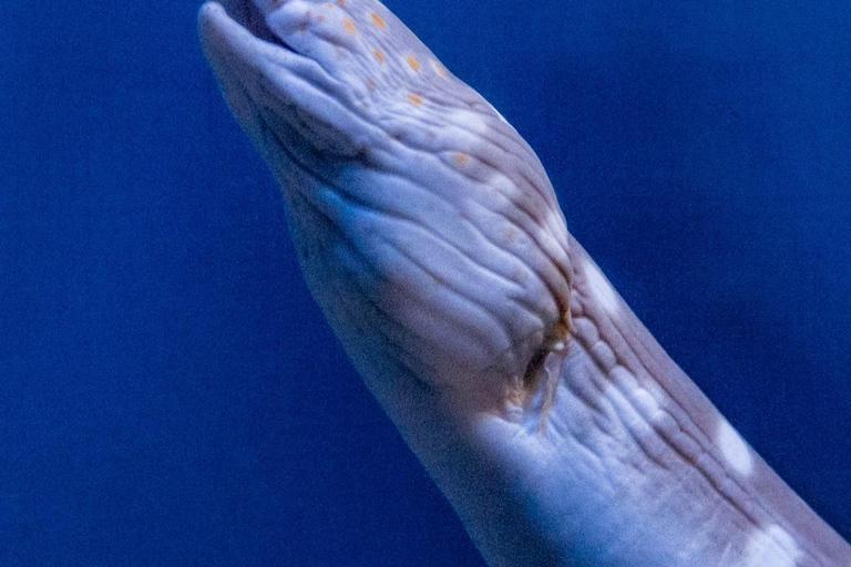 Río de Janeiro: ticket de entrada a AquaRio