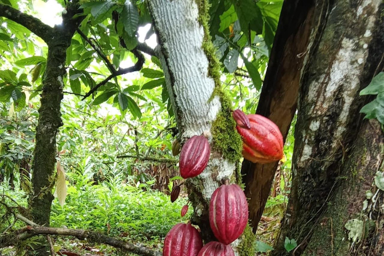 Indigenous Cacao Tour in Bocas del Toro