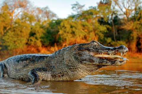 Puerto Maldonado: 4-Day Amazon Rainforest Adventure