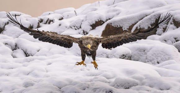 Lofoten: Sea Eagle Photo Safari by RIB Boat
