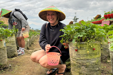 Bandung;White Crater,Hot Springs,Tea n strawberry plantation