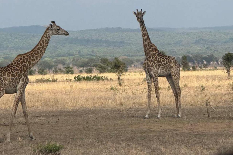 From Zanzibar: 3-Day Mikumi Wildlife Safari, 2 Nights