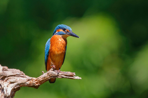 Krabi: Kayak Adventure through Ao Thalane Mangrove Forest