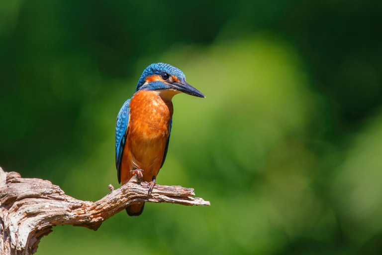 Krabi: Kayak Adventure through Ao Thalane Mangrove Forest