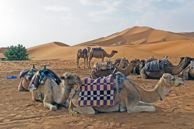 From Djerba: Desert, Ksar Ghilane, Matmata & Toujane by 4x4